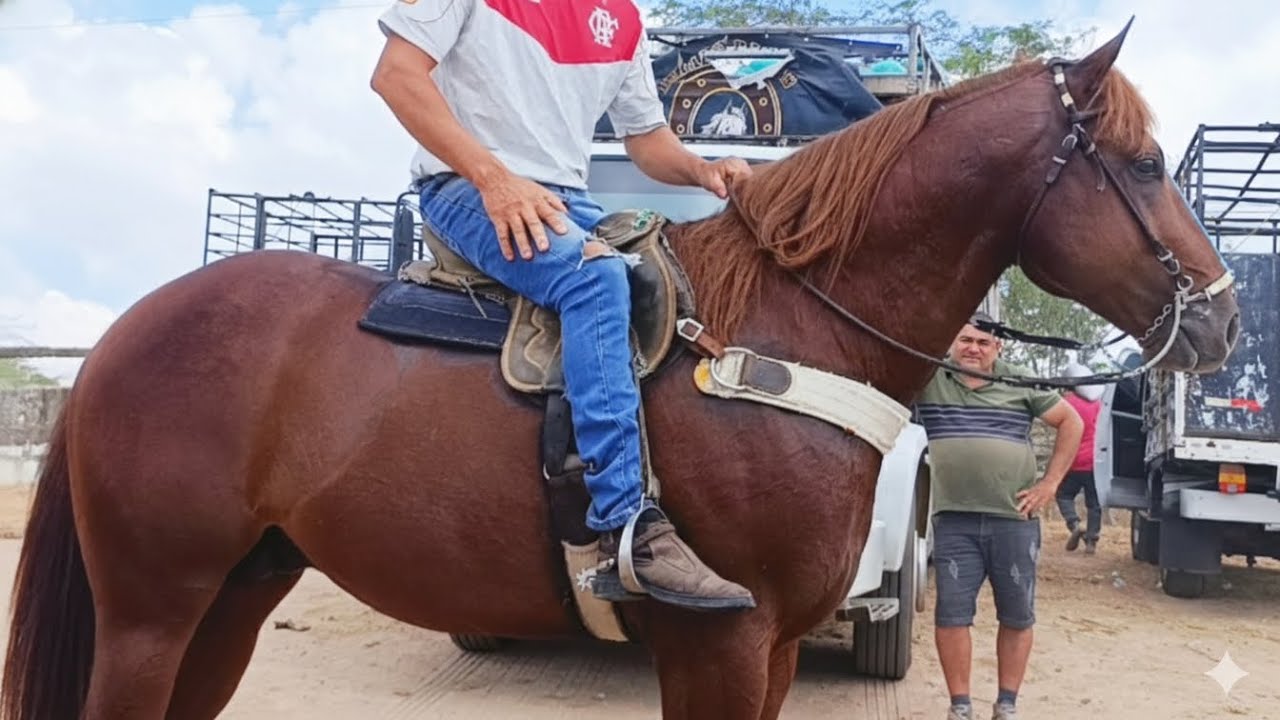 Os MELHORES CAVALOS na Feira, os cavalo já filmado na Feira de Caruaru Pernambuco 