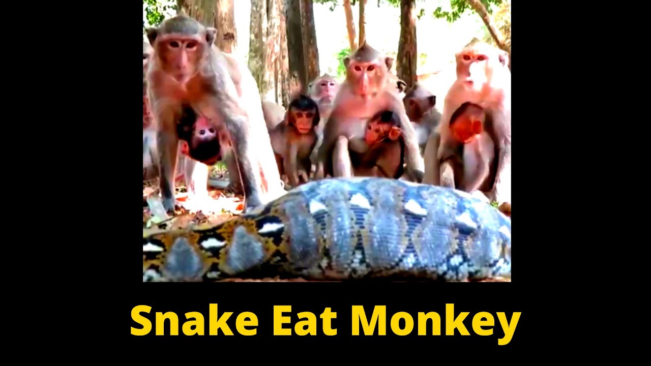 Python eats Monkey | Full Video - YouTube
