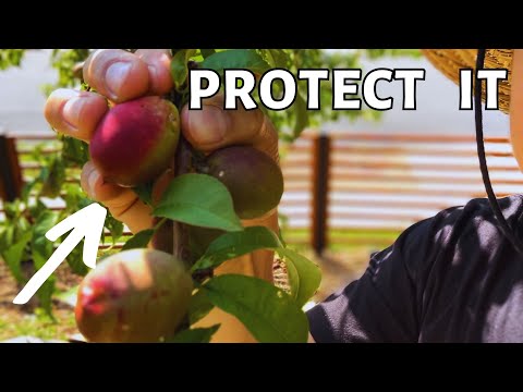 Vídeo: Controle de insetos de argila de caulim - Usando argila de caulim em árvores frutíferas e plantas