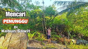 Apil balik Serindit di kebun sawit.
