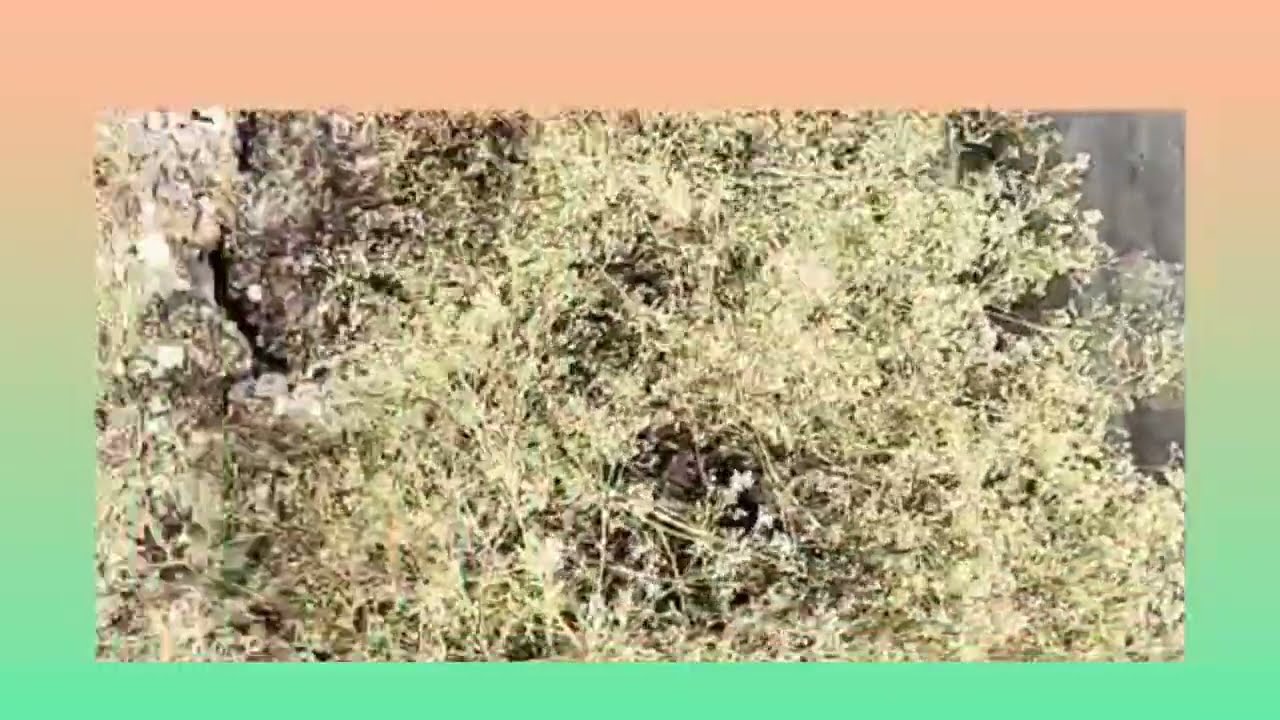 1 cent houses of AP visuals