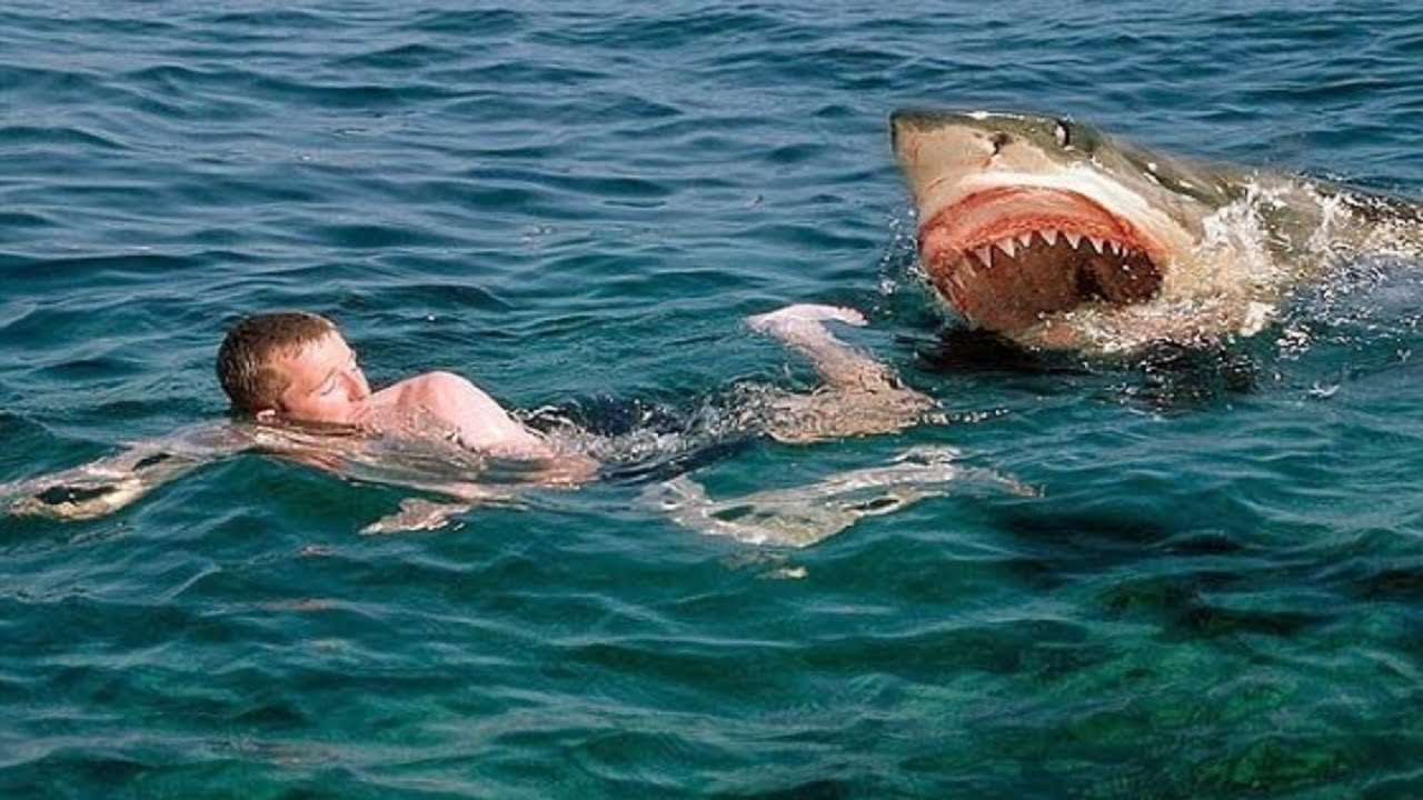 Real Shark Attack | Shark Responsible For Million of Death Every Year#Shark 2018 seçim sonuçları