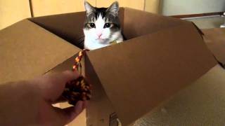 Meow Attacks From Within Box