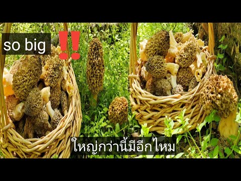 วีดีโอ: เห็ดมอเรลมีชีวิตอยู่ได้นานแค่ไหน?