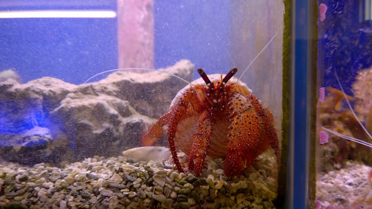 white spotted hermit crab