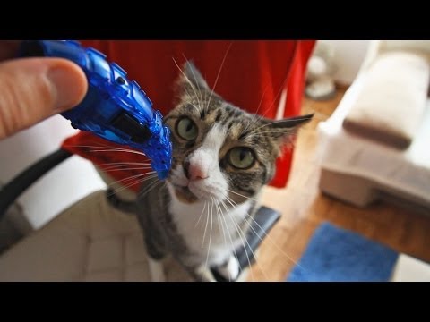 Nikita Cat Goes Crazy with Hexbugs