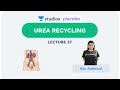 L37: Urea Recycling | Human Physiology (Pre-Medical: NEET/AIIMS) | Ritu Rattewal