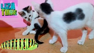 Котята и ГИГАНТСКАЯ ГУСЕНИЦА ✯ ПРИВЕТЫ от Лизы и КОТЯТ Котята и ГИГАНТСКАЯ ГУСЕНИЦА ✯ ПРИВЕТЫ от Лизы и КОТЯТ