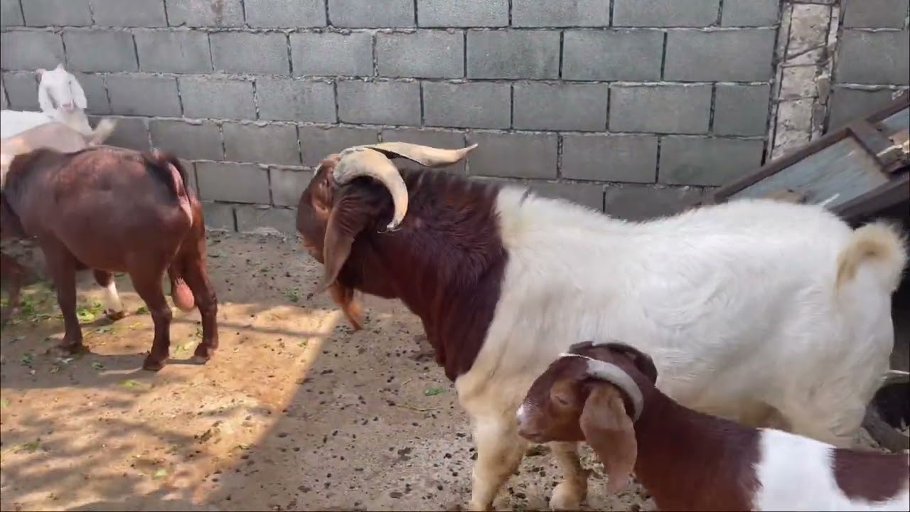 DÊ ĐỰC CHIẾN ĐƯỢC NHẢY CÙNG LÚC 20 CÁI TƠ BAO PHÊ [ chú 7 Hóc môn ]