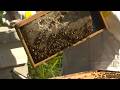 New pollination project aimed at boosting food security