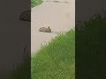 bunny🐰