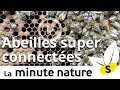 ABEILLES SUPER CONNECTEES (No 50)