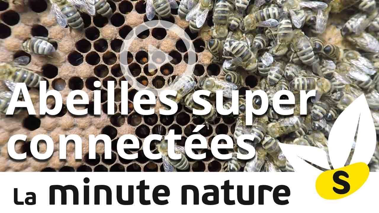 ABEILLES SUPER CONNECTEES (No 50) - YouTube