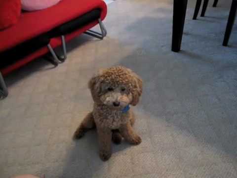 Cute brown poodle puppy BB doing cool tricks (v.2)聰明的紅貴賓