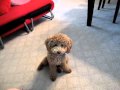 Cute brown poodle puppy BB doing cool tricks (v.2)聰明的紅貴賓