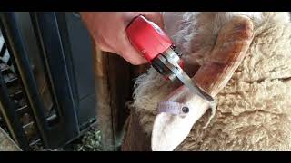 Mobishear 37mm Secateur Horn tipping.