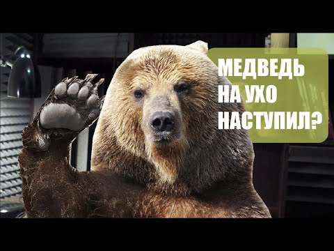 ЧТО ДЕЛАТЬ, ЕСЛИ МЕДВЕДЬ НА УХО НАСТУПИЛ?