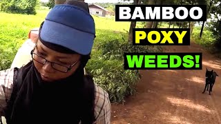 GROWING GIANT TAIWAN BAMBOO On our Farm in Thailand