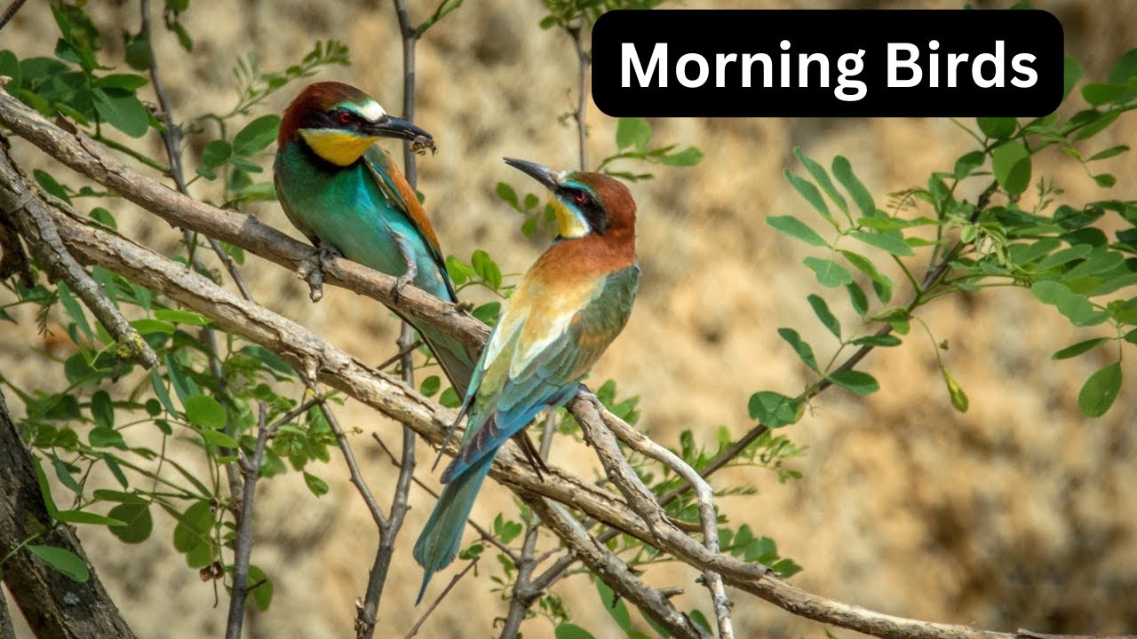 "Nature's Alarm Clock Morning Birds in Harmony 🕊️🌄" YouTube