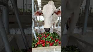 a  cow eating grass and fruit in shed