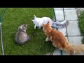 #15 Мейн куны и сибирская кошка на улице