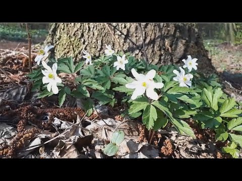 Balsam - DO - Wiosenna (mazurka)