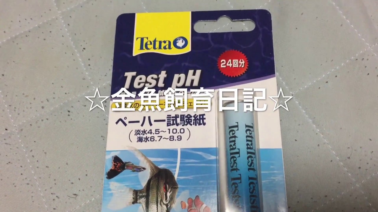 ビオトープ パイロットフィッシュ投入 Youtube