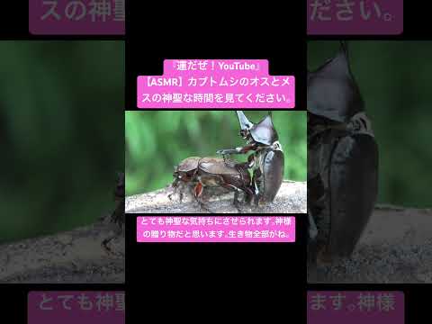 【ASMR】カブトムシのオスとメスの神聖な時間を見てください。 #sdgs #insects #bug #sound #虫の音 #動物 #asmr #nature #mating #video #昆虫