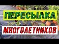 Многолетники из Европы ноябрь 2020