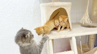 Little kittens climb to the top of the cat house and can't get down