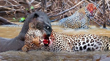 Giant Otter Bites Jaguar