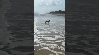 The dog is having a better weekend than us