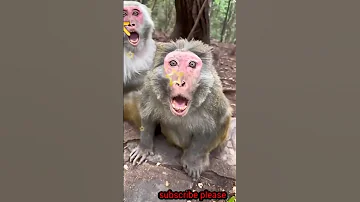 engry 🐒 🤬😡 #viral #funny #trending #animals #monkeyvideo @arcticmonkeys