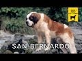 SAN BERNARDO trailer documentario