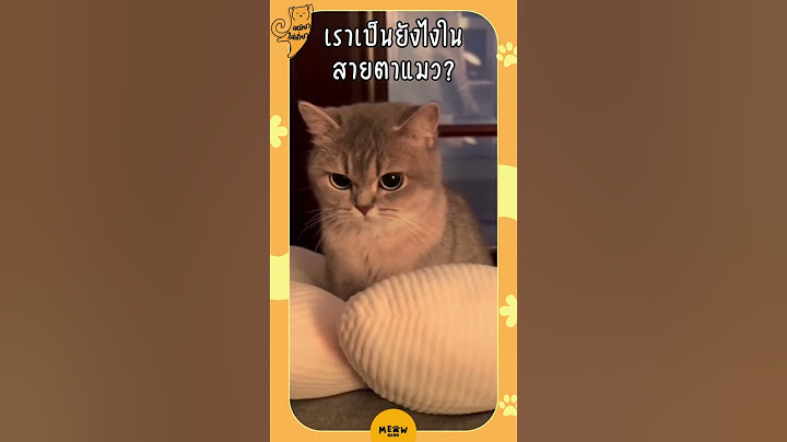 เราเป็นยังไงในสายตาแมว? #cat #catsfacts #แมว #แมวน่ารัก #ทาสแมว #เลี้ยงแมว #meowbarn #เหมียวบาน