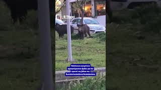 Πολύτεκνη οικογένεια αγριογούρουνων βγήκε για την πρωινή της βόλτα στα Κωνσταντουπολίτικα...