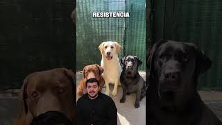 Te presento al labrador #labradorretriever #labrador #perros #cutedogs #dog