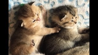 Golden Baby Kittens by Adorable Stars Kittens 1,540 views 6 years ago 1 minute, 3 seconds