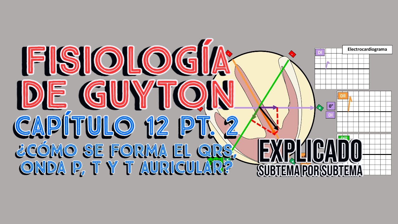 CAP 12 (2/6): ¿Cómo se forma el QRS, onda P, onda T y T auricular? l Fisiología de Guyton