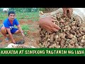 PAANO MAGTANIM NG LUYA | D' Green Thumb