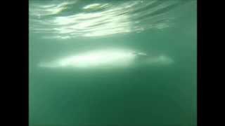 Whale Farting