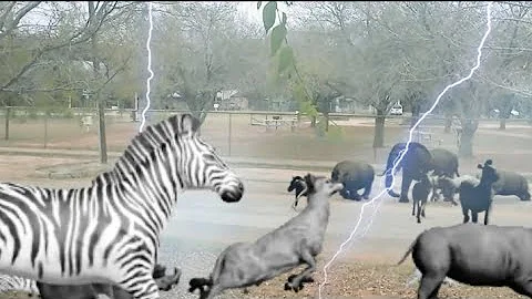 Animal Zoo Escape Green Screen / animal stampede / stampede animals / animals stampede / jumanji