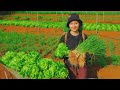 Harvest green onions  lettuce goes to market sell  cooking daily life gardening farm