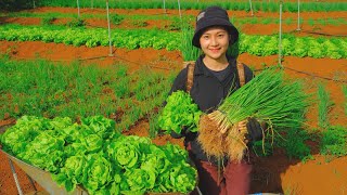 Harvest Green Onions & Lettuce Goes To Market Sell - Cooking, Daily life, Gardening, Farm