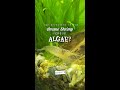 How EFFECTIVE Is The AMANO SHRIMP Versus ALGAE I Did A 7 DAY Test Shorts How EFFECTIVE Is The AMANO SHRIMP Versus ALGAE I Did A 7 DAY Test Shorts
