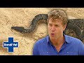 Venomous Sea Snake Washed up on Bondi Beach! | Classic Clip | Bondi Vet