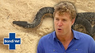 Venomous Sea Snake Washed up on Bondi Beach! | Bondi Vet