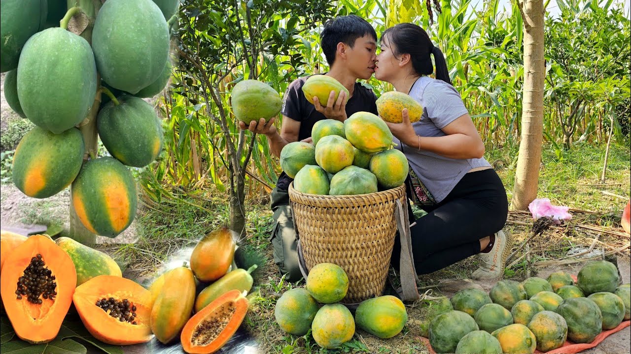 Дэн и ЛИнь делятся СЕКРЕТОМ сбора папайи на продажу!