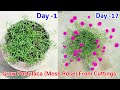 Easiest Way To Grow Portulaca From Cuttings/Moss Rose From Cuttings/9o'Clock From Cuttings