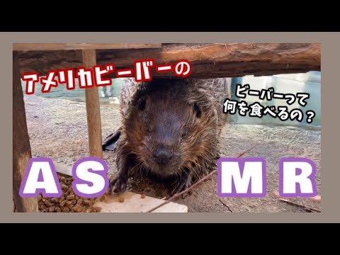 【ASMR】アメリカビーバーの咀嚼音に癒される！可愛いうえに心地よい！